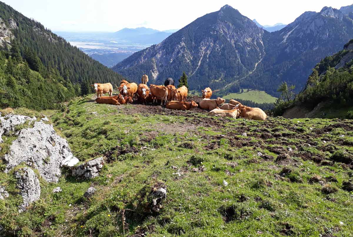 Kühe in den Bergen