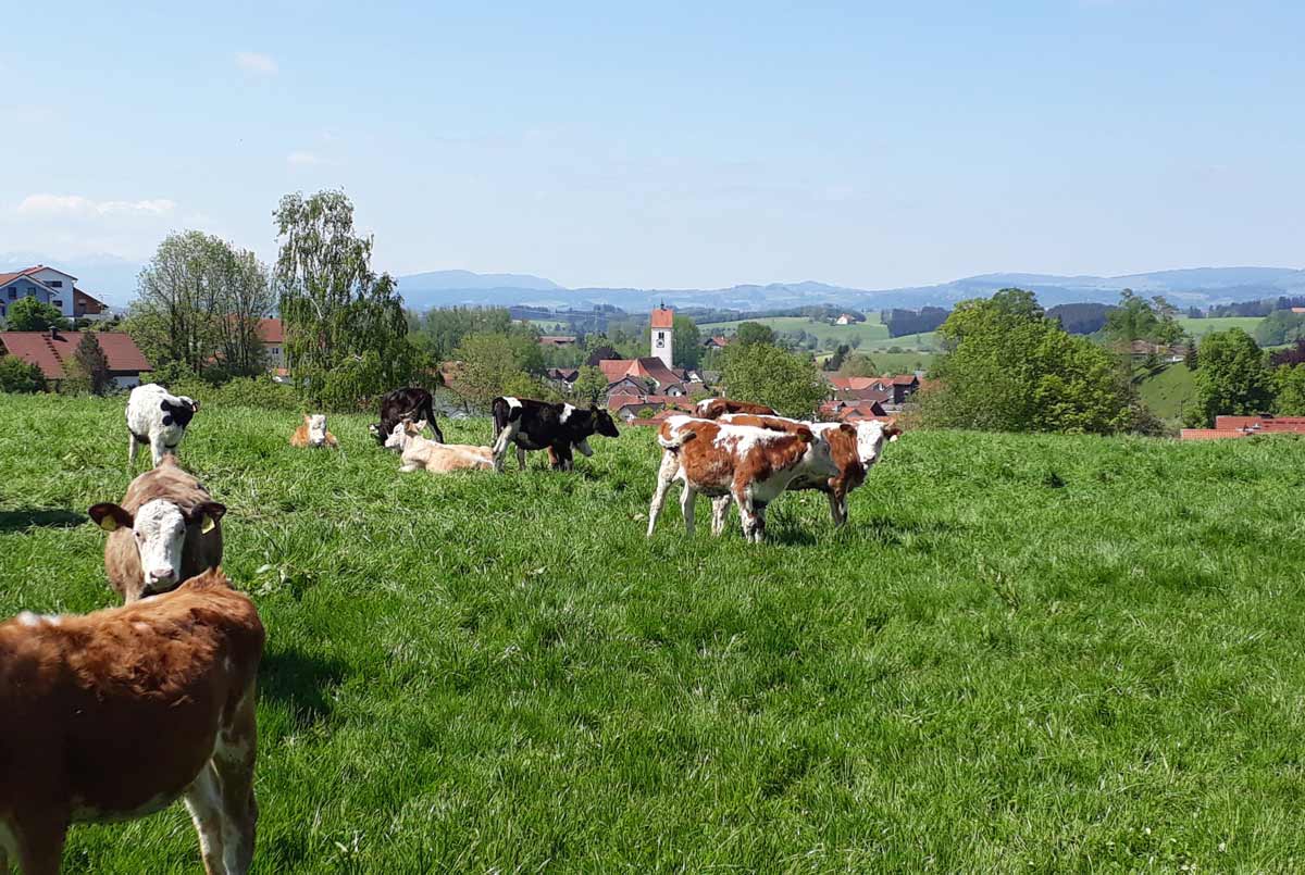 Das Ostallgäu