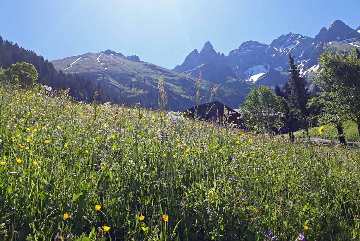 Wildblumen Wiese