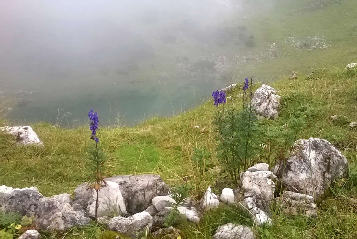 Wildblumen